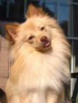 image of pomeranian