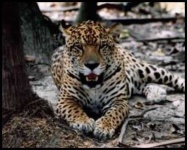 image of jaguar_car