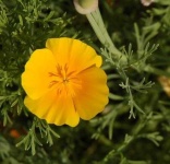 image of flower