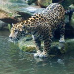 image of jaguar_car