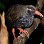 image of bird