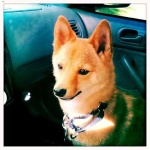 image of shiba_inu #3