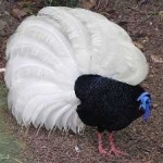 image of bird