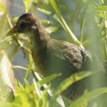 image of bird