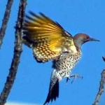 image of bird