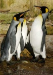 image of king_penguin