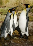 image of king_penguin #13