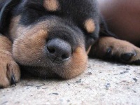 image of rottweiler