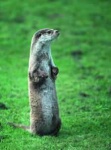 image of otter