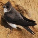 image of bird