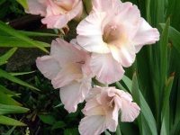 image of flower