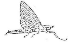 image of mayfly