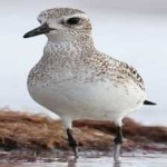 image of bird