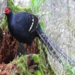 image of bird