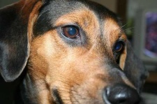 image of black_and_tan_coonhound