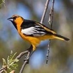 image of bird