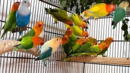 image of lovebird