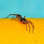 image of wolf_spider