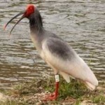 image of asian_crested_ibis #31