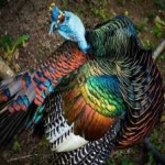 image of ocellated_turkey #22