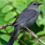 image of bird