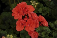 image of geranium #21