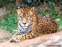 image of jaguar_car