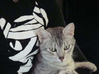 image of egyptian_cat