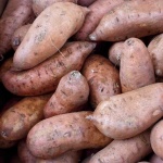 image of sweetpotato #2