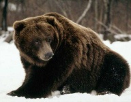 image of animal
