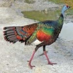 image of ocellated_turkey #32