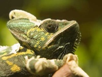 image of african_chameleon
