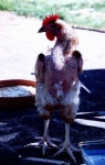 image of hen