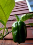 image of bell_pepper #10