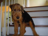 image of airedale #32