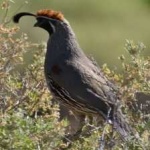 image of bird