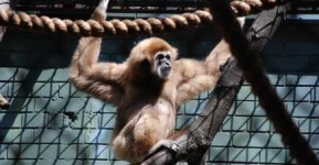 image of gibbon