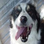 image of border_collie #22