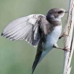 image of bird