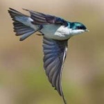 image of bird