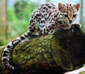 image of animal