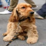 image of animal