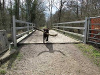 image of curly_coated_retriever
