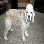 image of animal
