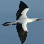 image of bird