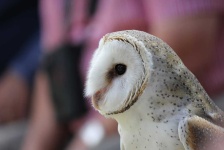image of animal
