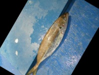 image of fish