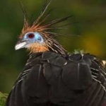 image of bird