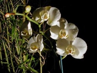 image of moon_orchid #12