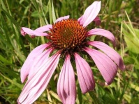 image of flower